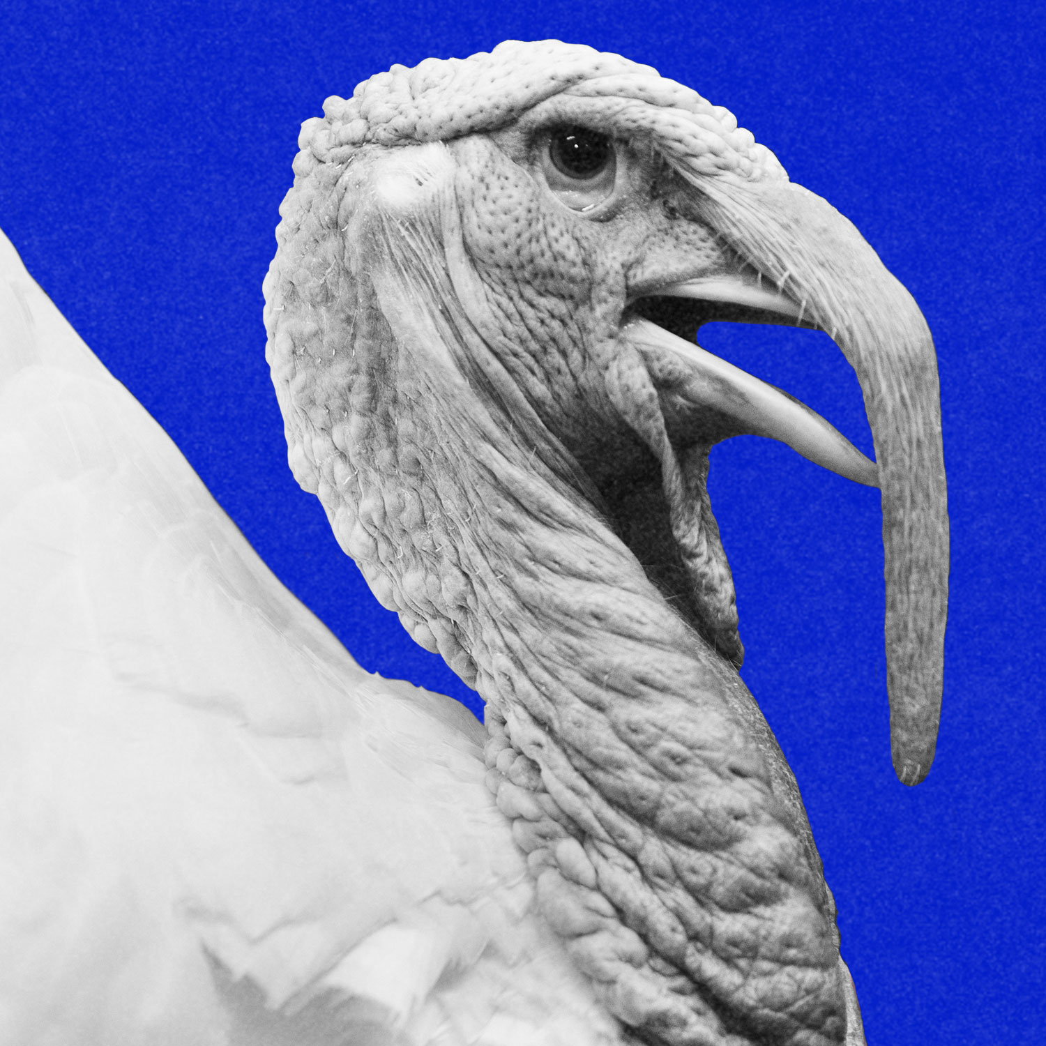 Why do American presidents pardon turkeys anyway? A holiday episode.