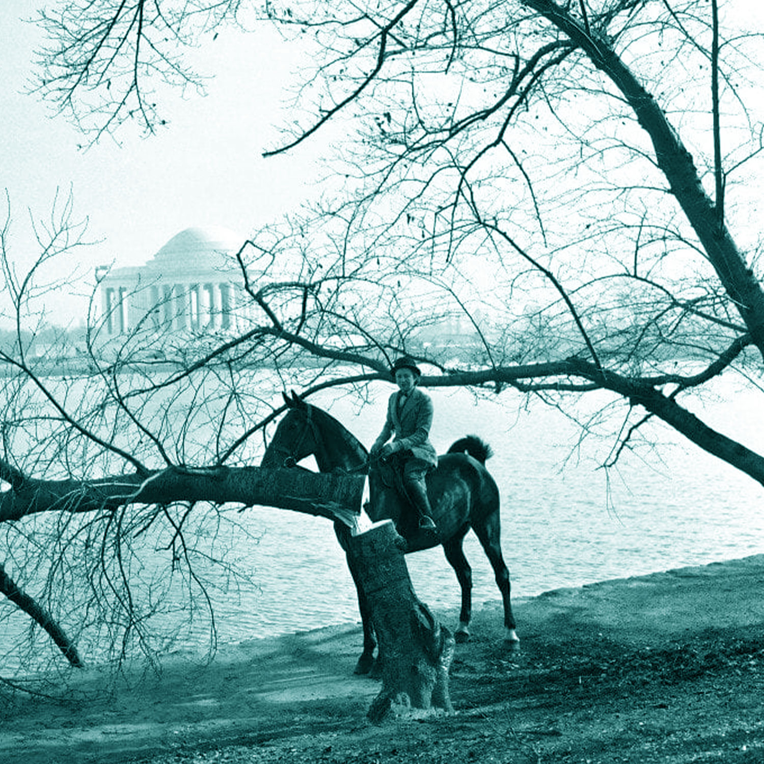 From handsaws to parades: D.C.’s cherry blossom trees weren’t always beloved