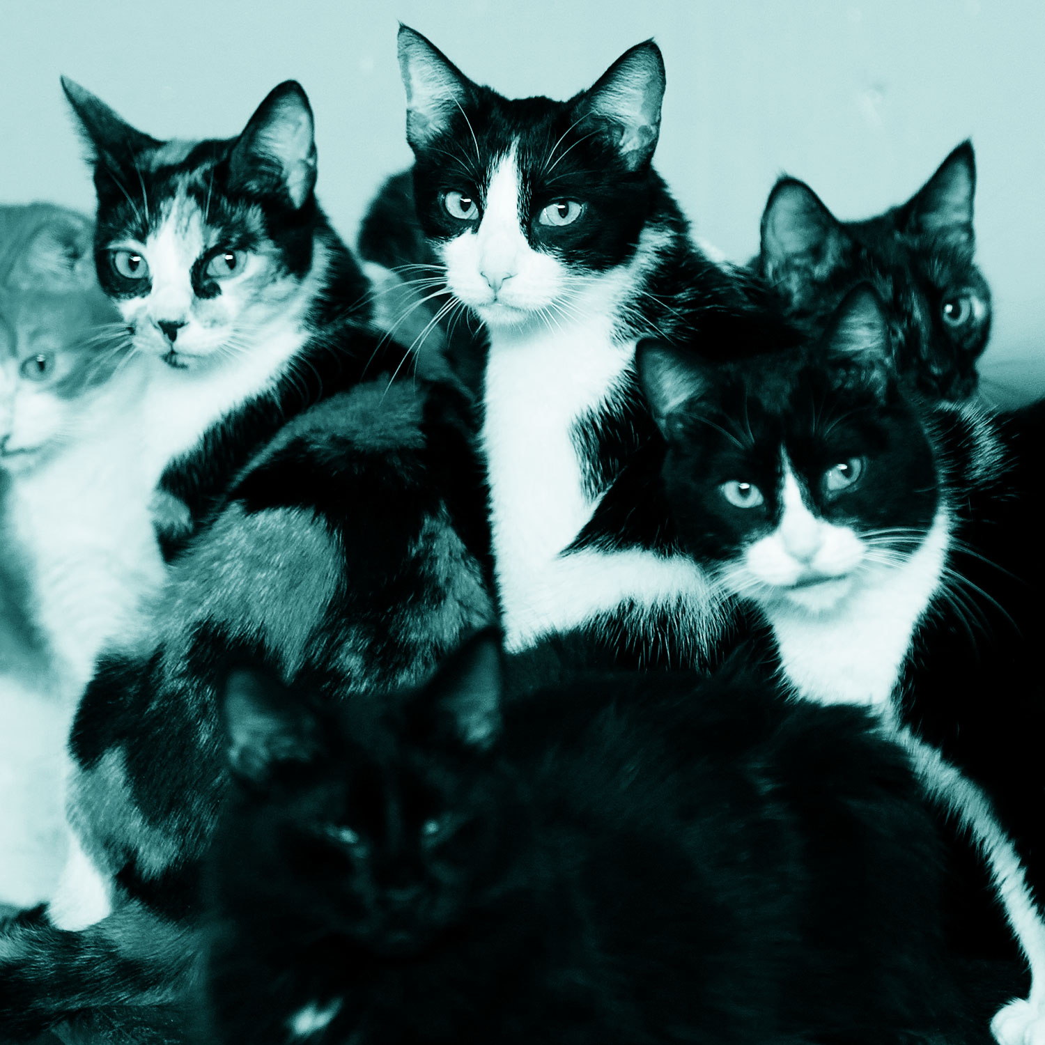 10 кошек отзывы. 10 Кошек. 10 Котят. 10 Кошек картинка. Кошка и 10 котят.