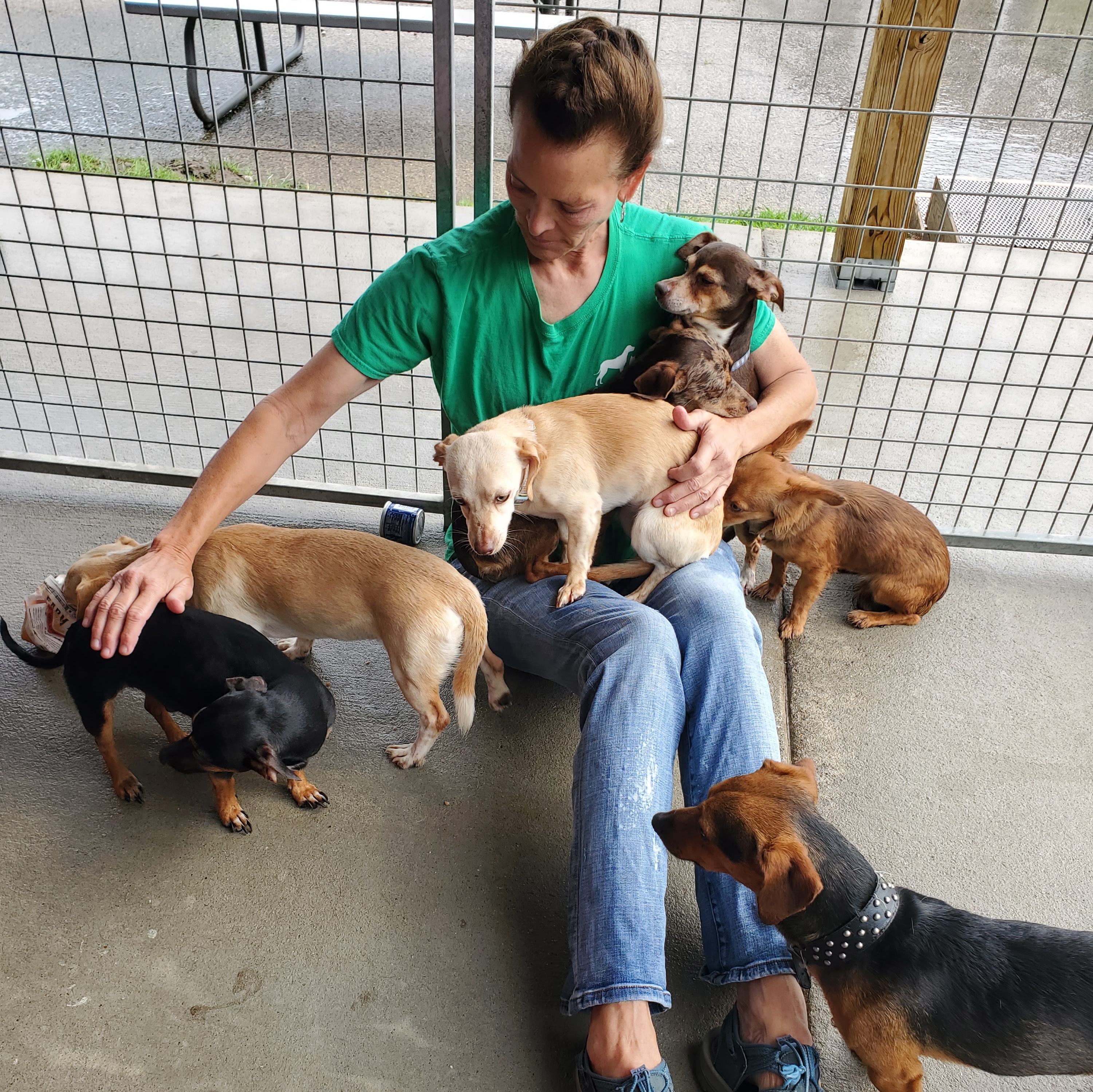 How to save an animal shelter: “If you care about something just do it”